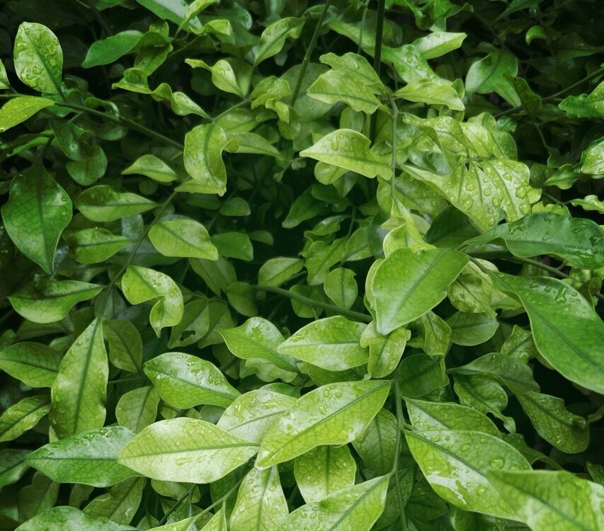 bunch of green natural leaves background